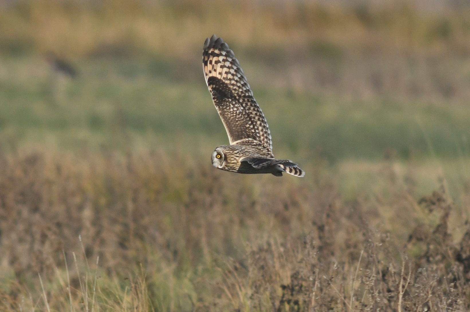 A hawk standing on a dry grass field

Description automatically generated