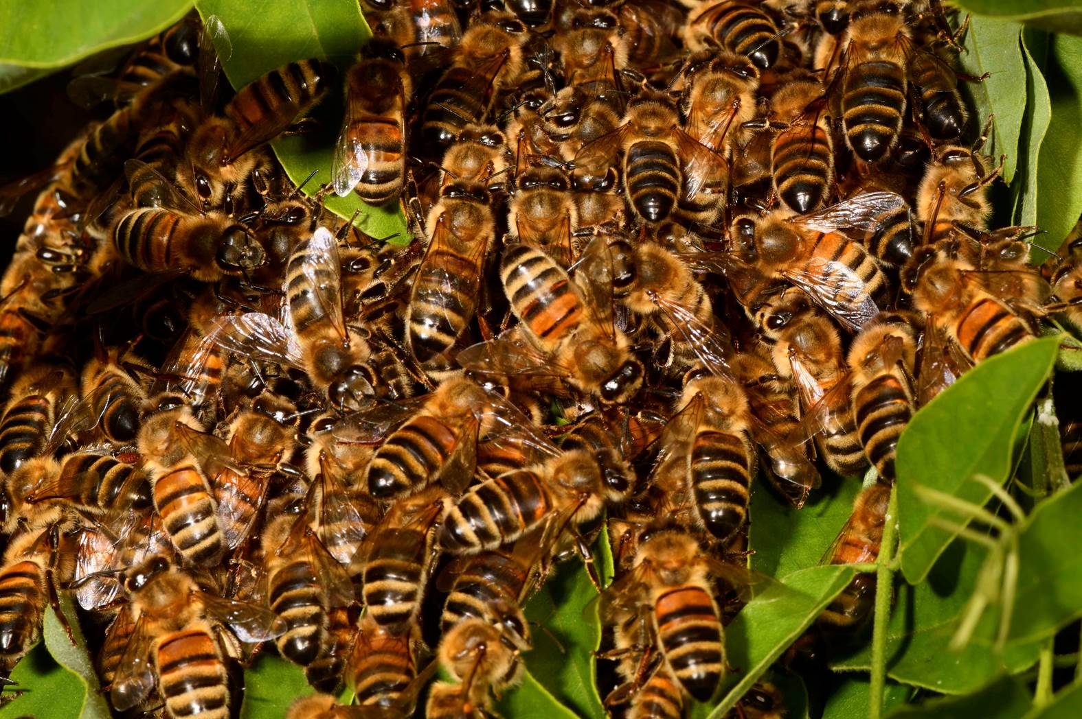 A group of bees on a plant

Description automatically generated with medium confidence