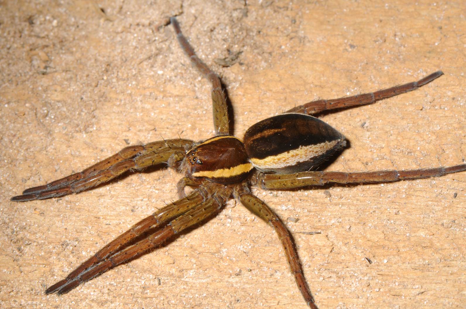 A close up of a spider

Description automatically generated